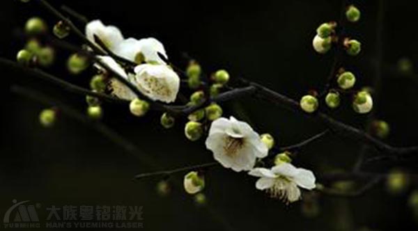 零落成泥輾作塵,只有香如故.jpg